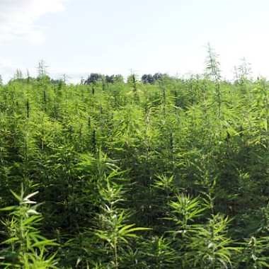 Cannabis Waste Shredders | Franklin Miller