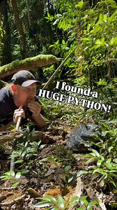 10K views · 1.8K reactions | Nature is a wonderful thing  Coastal Carpet Python Woonoongoora/Lamimgton National Park South East Qld Australia | Wildman Adventures | Facebook