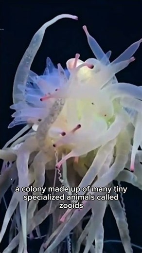 This “Flying Spaghetti Monster” Is Actually a Colony!