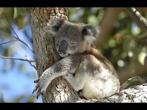 Australien - Ein Kontinent voller Wunder #australia