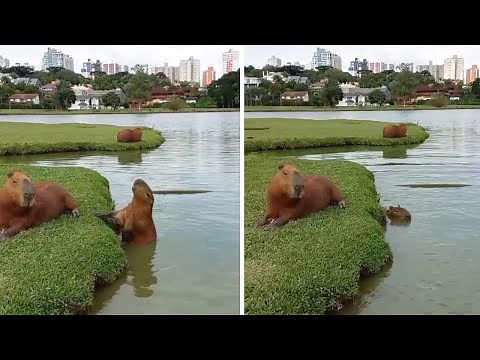 Capybara younger performs Olympic jump into water #Shorts