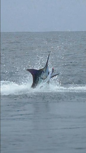 Huge Blue Marlin Jumping