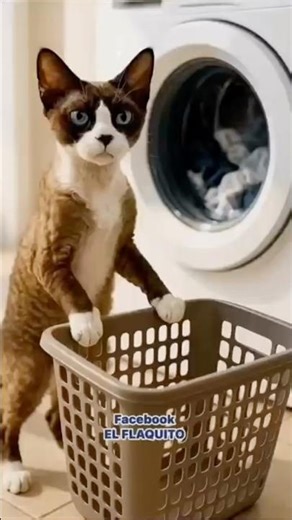 Cat please washing my clothes 🤪😜😹🥰😂 #funny #comedy ￼