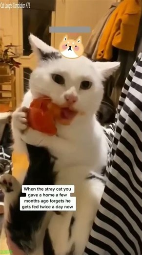 Funny Cats 2024 😹 funny cats meme 🐈‍⬛ # Episode 4904