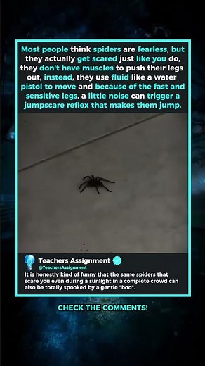 The Reason To Why Spiders Get Scared So Easily Explained
