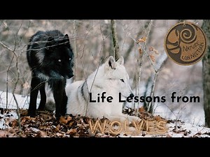 What We Can Learn From Wolves: Life Lessons from the Wilderness | Nature Connection