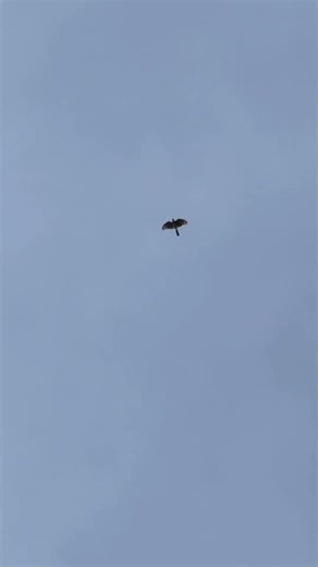 Merlin flying overhead