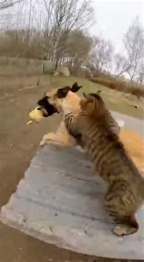 Brave Cat vs Wild Dog — Relentless High-Speed Chase to Save a Chick