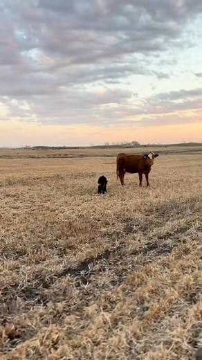 We check often throughout the day to make sure no cows are having trouble. This is also a good time to pair out and to see if the new calves have been able to get a suck! #ranching #calving #agriculture | Little Rainbow Ranch