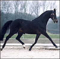 Focus on Golden Heights - Horse & Hound