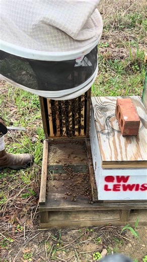 Avoiding Mistakes in Beekeeping: Tipping Your Box