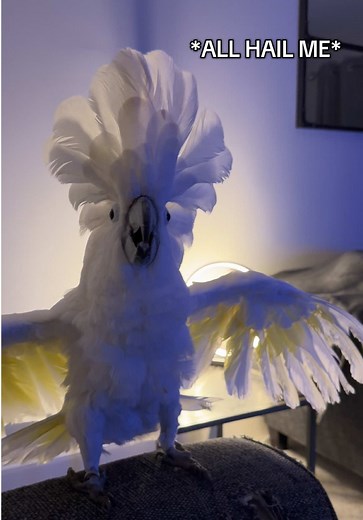 Cockatoo Dance Party: Fun Moments with Our Pet Bird