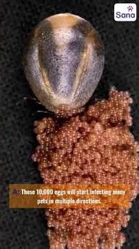 Tick Fever in Pets Is More Dangerous Than Ticks! Vet Explains the Truth