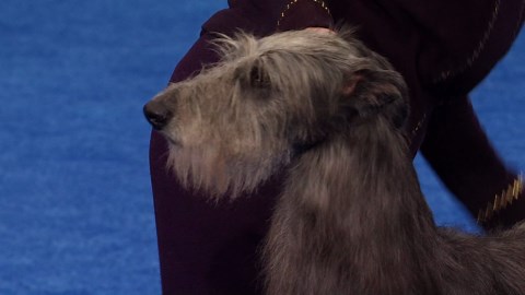 2024 NDS: Scottish Deerhound