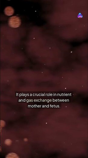 🩸 The Fetal Side of the Placenta!| Chorionic Plate Explained!#medicalstudents #facts #brainlearning