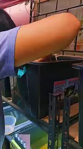 1.2M views · 17K reactions | Mabuti pa ang guppies kaya pa mag store ng mudta!藍 #Guppy #guppyfish #fish #fishkeeping #fishkeeper #guppies #aquarium #aquaticfish #viral #trending | Albert's Guppy Adventure | Facebook