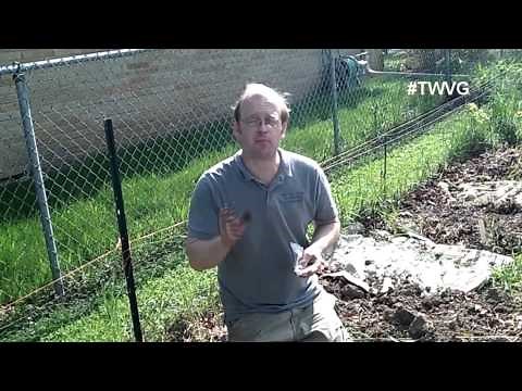 Growing Chick Peas Quick tip