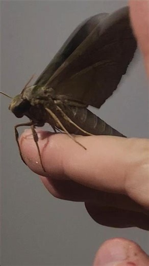 Gorgeous Hawk Moth 🤩