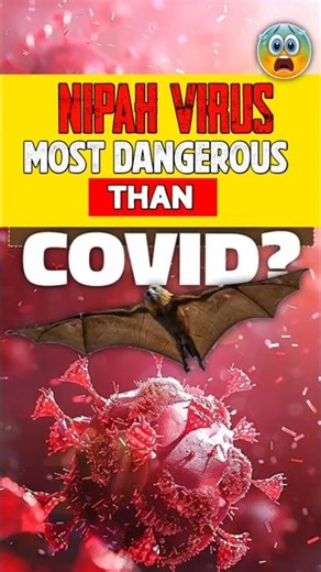 All about NIPAH VIRUS !! ( Shocking)