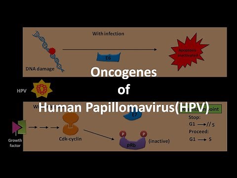 Oncogenes of HPV
