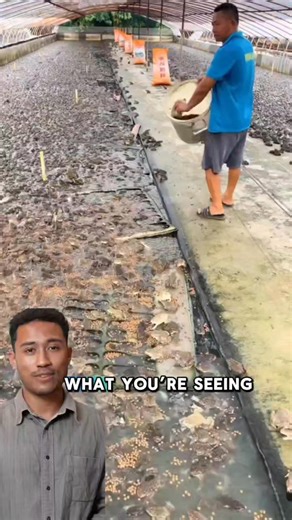 1.2K views | Frog farming is booming in China — a profitable and...