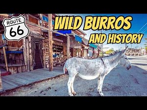 Thrilling Route 66 Adventure: Wild Burros & Haunted Hotel in Oatman!