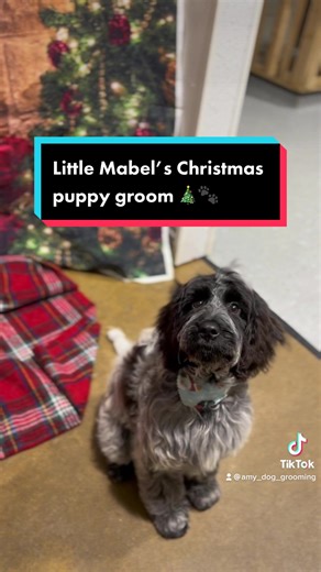 Ruby Do’s Dog Grooming on TikTok