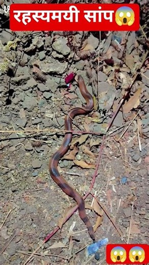 #virl#kingcobra#The world's most venomous snake known as Mamushi#rils😱