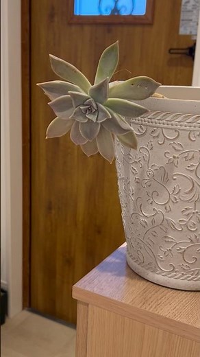 植物日記 グラパラリーフ