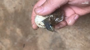 From Shell to Slither: The Stunning Moment a Snake Is Born