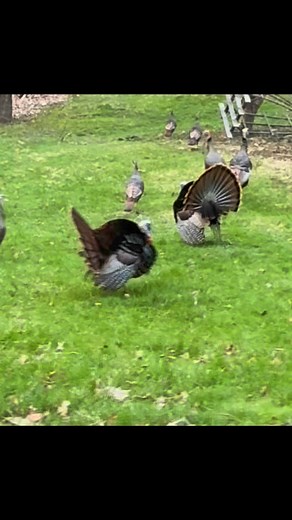 FIRED UP!! www.MaineExperienceGuideService.com #maineturkeyhunting #maineturkeyguide #turkeyhunting #turkyhunt #fullstrut #hunt49 #turkeyslam #gobbler #strutter #maineexperienceguideservice | Maine Experience Guide Service