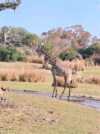 Exploring Animal Kingdom at Disney World