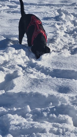 Labrador Luna on Instagram: "Same zimske radosti s njima 😂❄️ labradori su definitivno zimski psi, huskiji cuvajte se 😝"