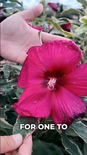 Summer Carnival Variegated Hibiscus is Absolutely Stunning