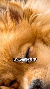 亡くなる直前犬が最後にとる行動 #dog #犬#ペット#pet #犬の雑学#犬のいる暮らし