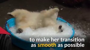 282K views · 5.2K reactions | Watch Nora the polar bear as she plays in an ice bath in Oregon zoo. | Reuters | Facebook