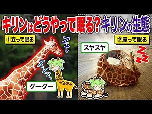 キリンはどうやって眠るのか？頭のこぶの正体は？ キリンの生態をじっくり解説【ずんだもん】【ゆっくり解説】
