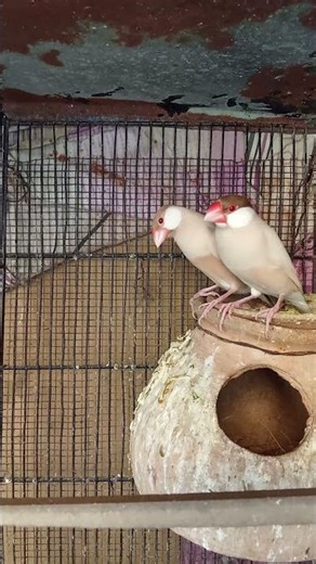 Fawn Java breeder pair