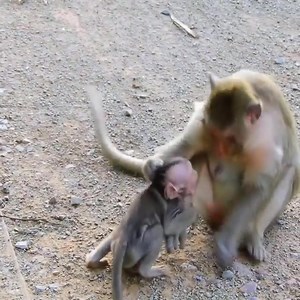 Baby Monkey Cry His Mom Reject Milk | 𝐌𝐨𝐧𝐤𝐞𝐲 𝐋𝐨𝐯𝐞𝐫
