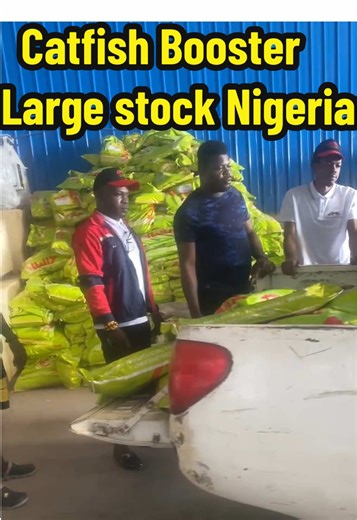 Boost your catfish growth with our safe growth promoter! Faster weight gain, better immunity, higher survival rate, lower feed cost. For Nigerian fish farmers—real results, quick harvest. We invite feed mills, vet shops, agro-stores to be our agents. Stable supply, good profit, long-term partnership!#catfishfarming #catfishfeed #catfishfarminginnigeria #catfishfarmingnigeria #nigeria
