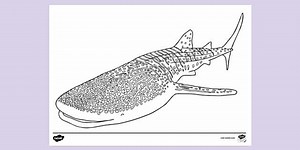 Whale Shark Colouring Sheet