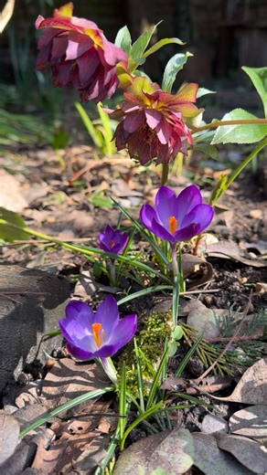 Farmer Gracy | We have a lovely range of hellebores🌸 Plus, you’ll save 15% on your order when you enter code AUTUMN at checkout! Although it’s not their... | Instagram