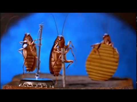 ТАНЦУЮЩИЕ ТАРАКАНЫ/dancing cockroaches