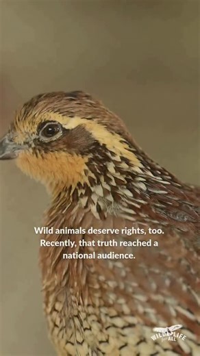 Wild animals deserve rights, too — and recently, that truth reached a national audience. We’re honored that Current Affairs published a major, in-depth feature on the crisis facing wild animals in America — and highlighted Wildlife for All as a movement taking on the entrenched systems that keep cruelty, secrecy, and industry capture in place. The story exposes a reality most people never see: A model of “conservation” built on the idea that wild beings exist for human use. A system that treats 