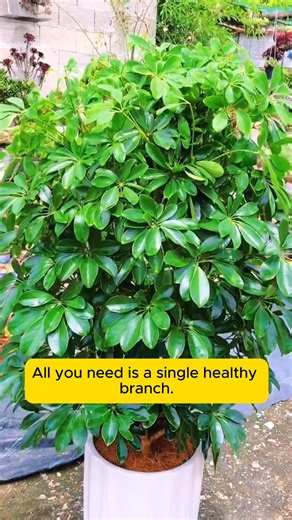Breeding umbrella trees is easy #backyardgardening #gardeninglife #vegetablegardening #vegetablegarden #gardeningtips | Addicted Gardening