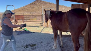 25K views · 132 reactions | Touching him with a toy that has been laying in his pen since he arrived | Scout's Trail | Facebook