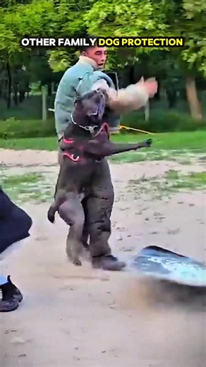 This Dog Protects Like a Bodyguard! 😱🐕|| #dog #protection #familydog #usa #shorts