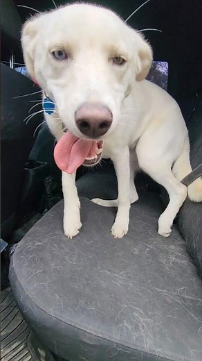 This Lab Husky Mix Has Incredible Off-Leash Control | Place-to-Place & Load Command
