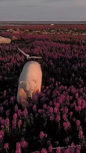 A remarkably wild moment, perhaps mundane￼ for the polar bear with the exception of the irritating mobbing of a swatting bird, but for us quite extraordinary to witness, as well as quite beautiful! Another amazing shot￼ from the amazing photographer Martin Gregus Jr￼ Twitter @mywildlive | Jeff Corwin