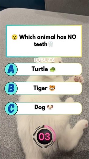 😲 “No teeth at all!”🌍 “Still survives easily!”which animal has no teeth #usaquiz #amercia #quiz